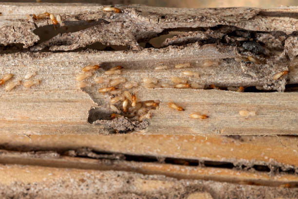 Best Wasp Removal Services  in Glenview, IL